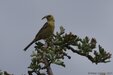 Yellowhammer=0056.jpg