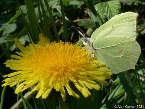 Brimstone