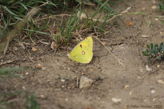 Clouded Yellow