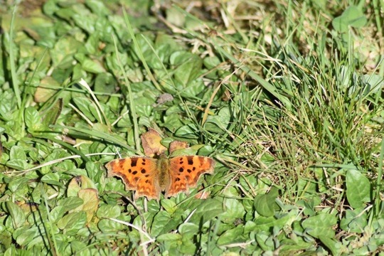 Comma