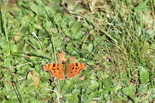 Comma