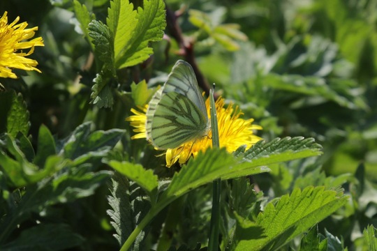 Green-veined White