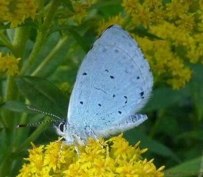 Holly Blue