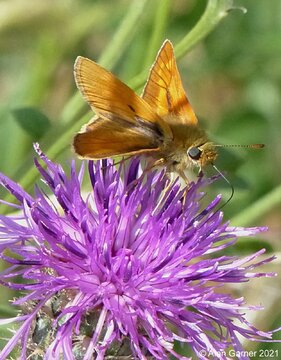 Large Skipper