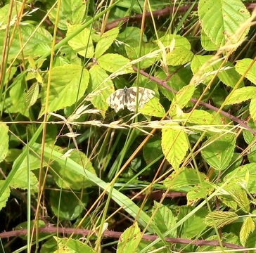 Marbled White