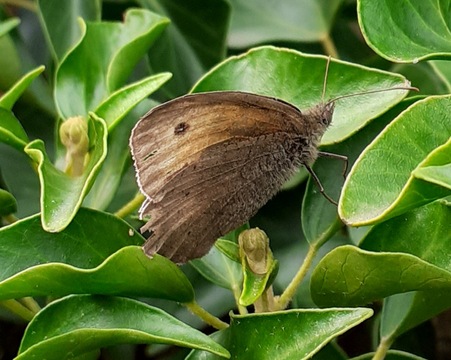 Meadow Brown