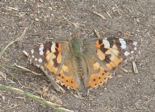 Painted Lady