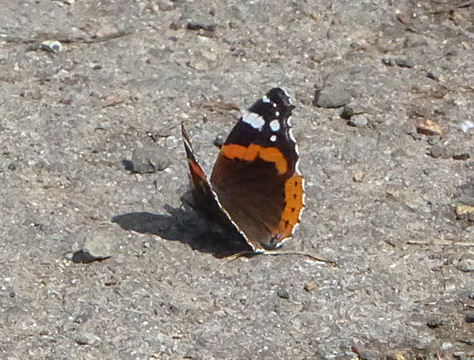 Red Admiral