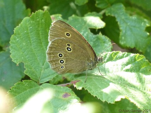 Ringlet