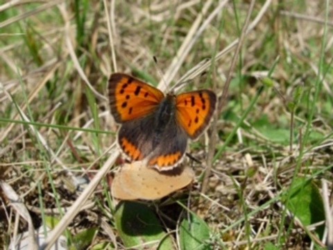 Small Copper