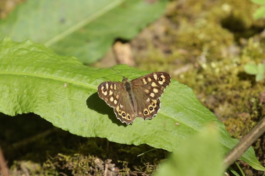 Speckled Wood