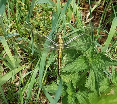 Black-tailed Skimmer