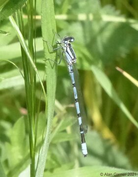 Common Blue Damselfly