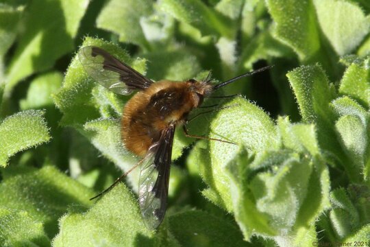 Dark-edged Bee Fly