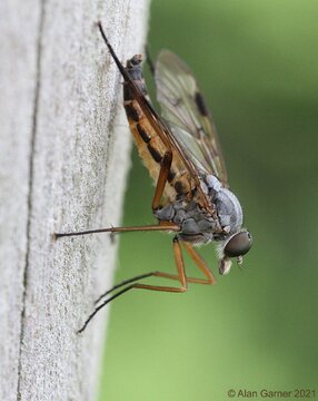 Downlooker Snipefly
