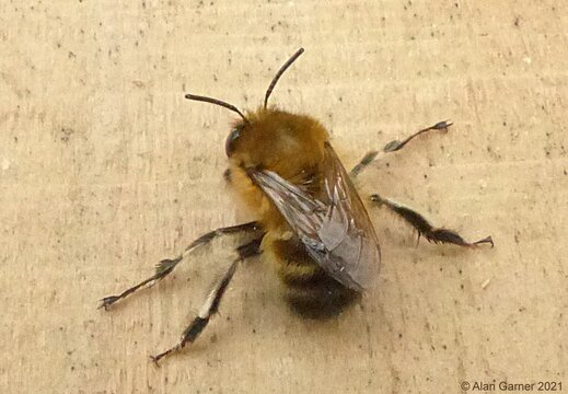 Hairy-footed Flower Bee