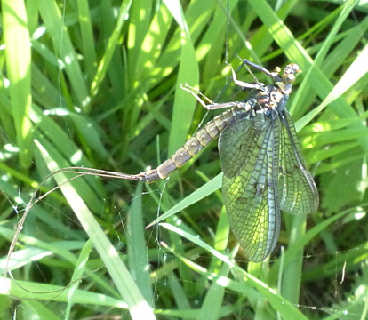 Mayfly