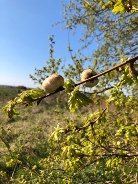 Oak Gall Wasp