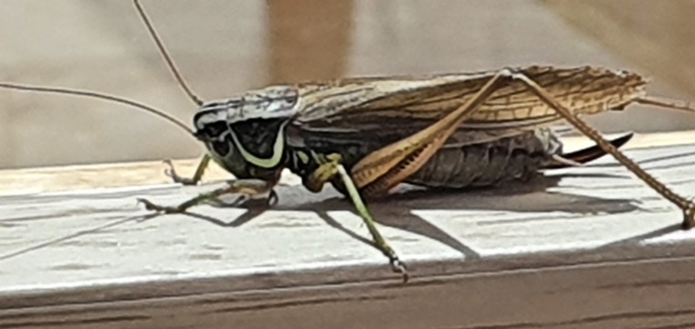 Roesel's Bush Cricket