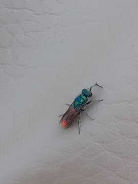 Ruby-tailed Wasp