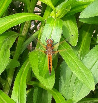 Scarce Chaser