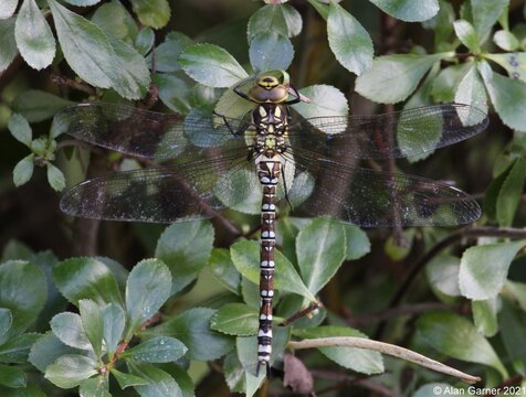 Southern Hawker