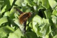 Dark-edgedBeeFly=0077.jpg