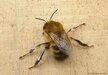 Hairy-footedFlowerBee=0079.jpg
