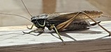 Roesel'sBushCricket=0083.jpg