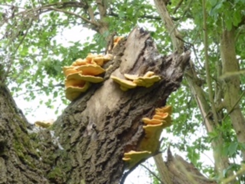 Chicken of the Woods 