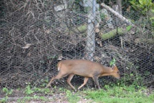 Muntjac