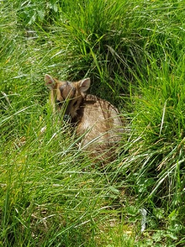 Muntjac