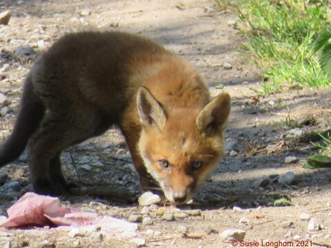 Red Fox