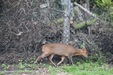 Muntjac2=0185.jpg