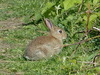 Rabbit=0091.jpg