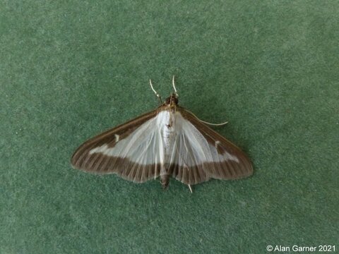 Box-tree Moth