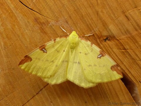 Brimstone Moth