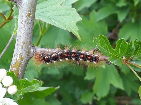 Browntail Moth