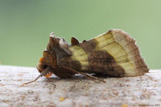 Burnished Brass