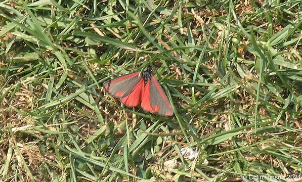 Cinnabar