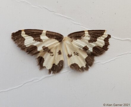 Clouded Border Moth