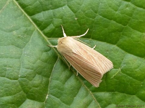 Common Wainscot