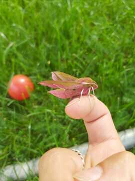 Elephant Hawkmoth