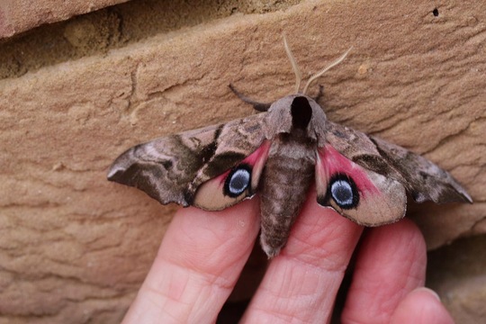 Eyed Hawkmoth