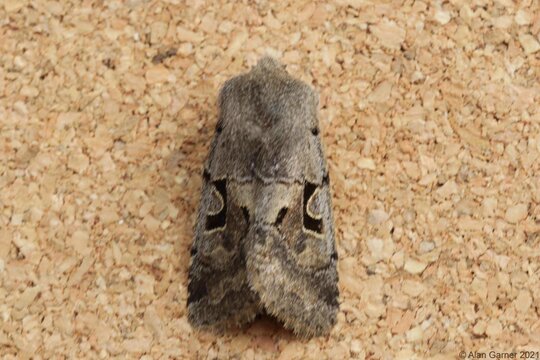 Hebrew Character