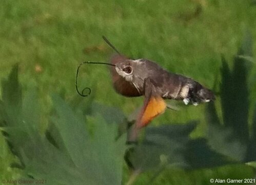 Hummingbird Hawk Moth