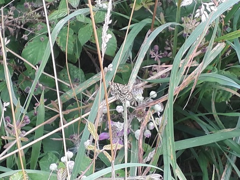 Latticed Heath