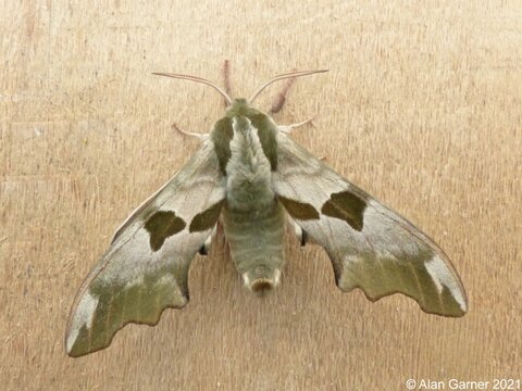 Lime Hawkmoth