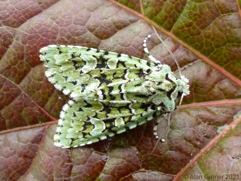 Merveille du Jour