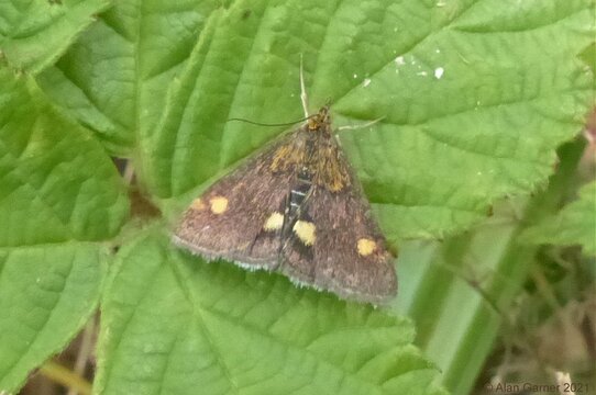 Mint Moth